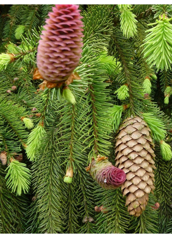 PICEA abies ACROCONA (Épinette de Norvège)