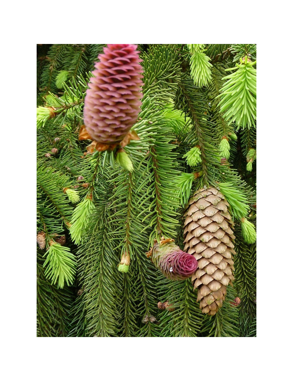 PICEA abies ACROCONA (Épinette de Norvège)