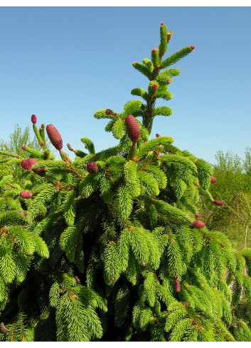 PICEA abies ACROCONA (Épinette de Norvège)