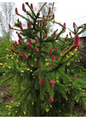 PICEA abies ACROCONA (Épinette de Norvège)