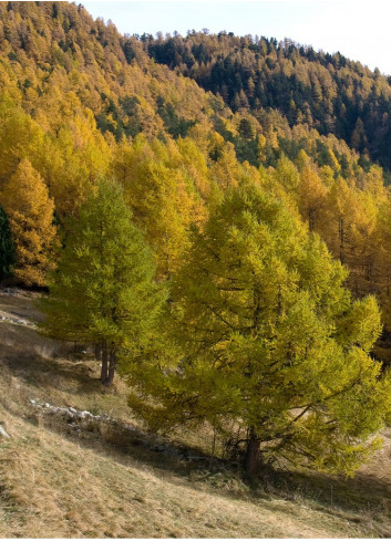 LARIX decidua