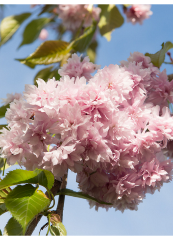 PRUNUS KIKU-SHIDARE-ZAKURA