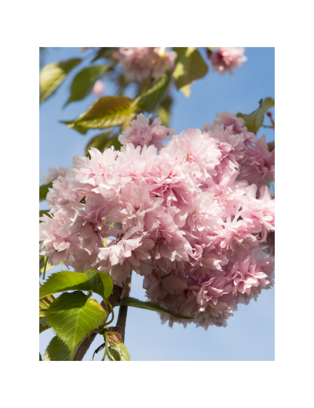 PRUNUS KIKU-SHIDARE-ZAKURA