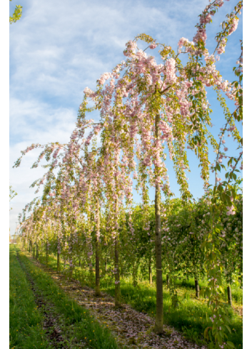 PRUNUS KIKU-SHIDARE-ZAKURA