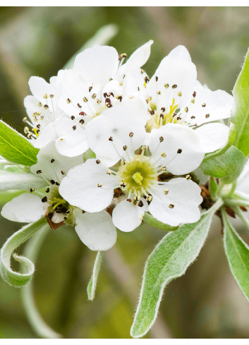 PYRUS salicifolia PENDULA