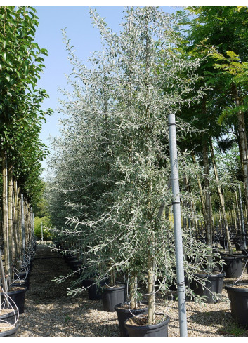 PYRUS salicifolia PENDULA