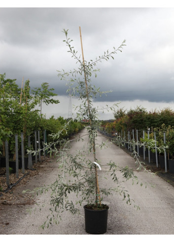 PYRUS salicifolia PENDULA En pot de 15-20 litres forme baliveau