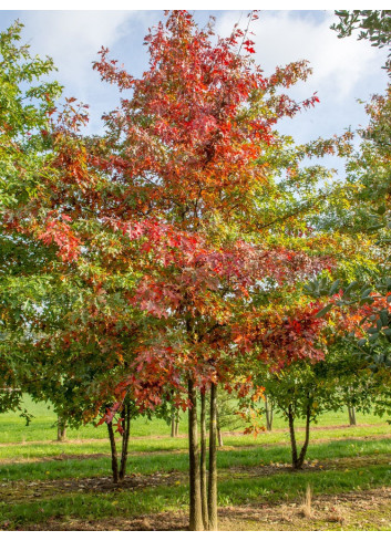 QUERCUS palustris