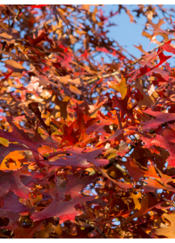 QUERCUS palustris