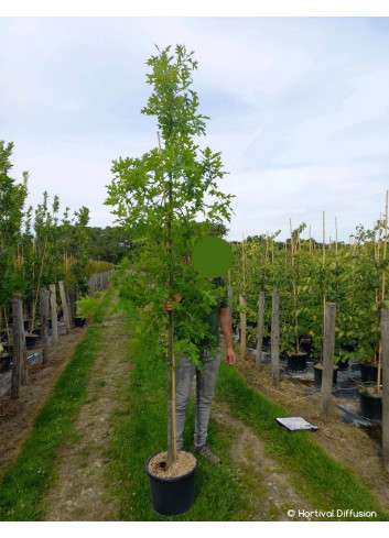 QUERCUS palustris En pot de 15-20 litres forme baliveau