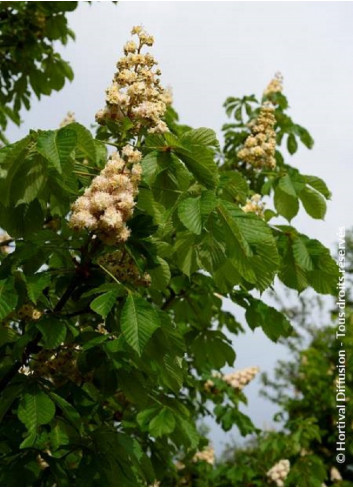 AESCULUS hippocastanum BAUMANNII