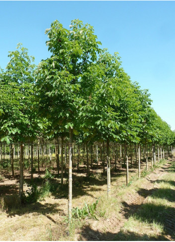 AESCULUS hippocastanum BAUMANNII