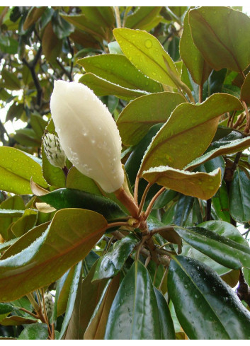 MAGNOLIA grandiflora GALISSONIENSIS