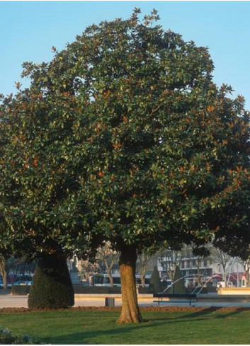 MAGNOLIA grandiflora GALISSONIENSIS