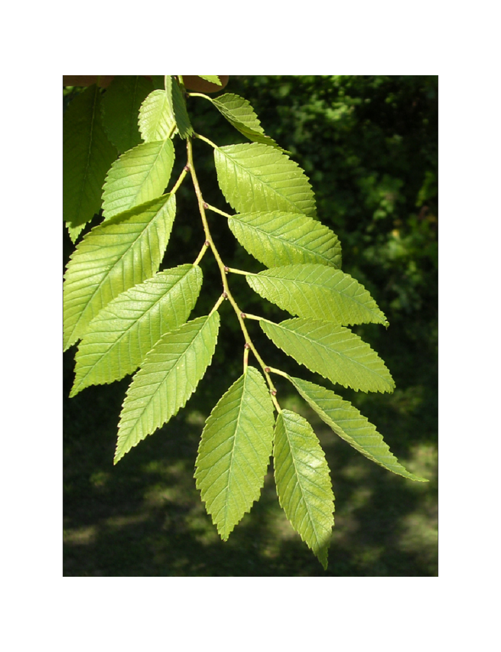 ULMUS resista SAPPORO GOLD