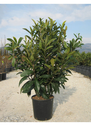 ERIOBOTRYA japonica En pot de 25-30 litres