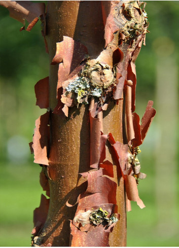 ACER griseum