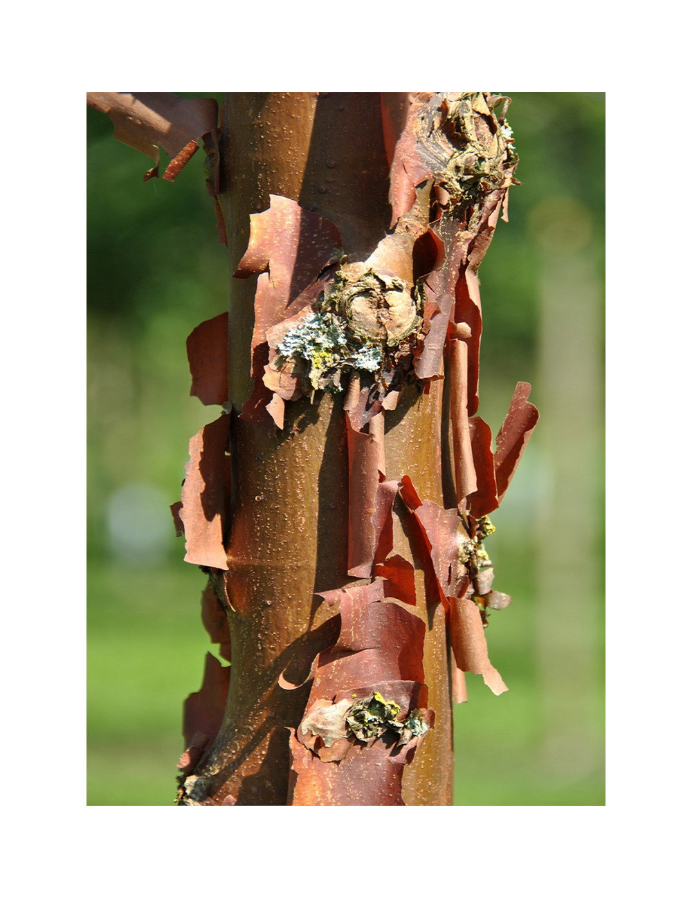 ACER griseum