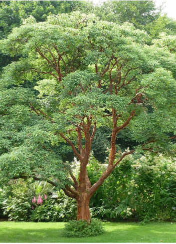 ACER griseum