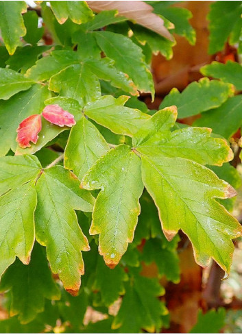 ACER griseum