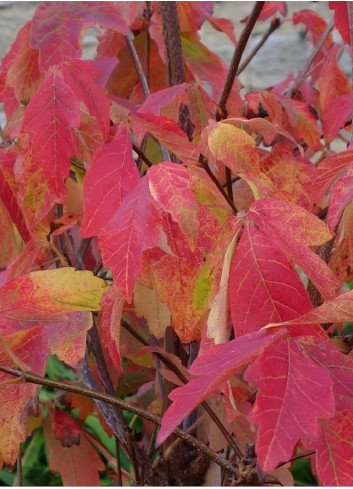 ACER griseum