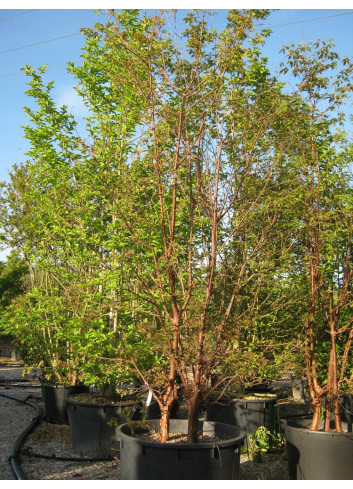 ACER griseum