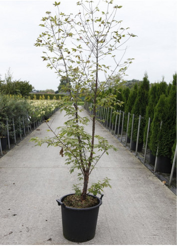 ACER griseum En pot de 30-35 litres