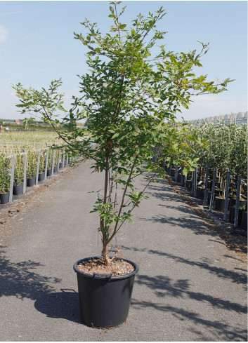 ACER griseum En pot de 35-50 litres