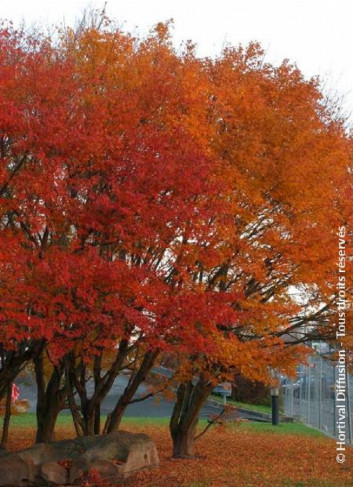 ACER palmatum