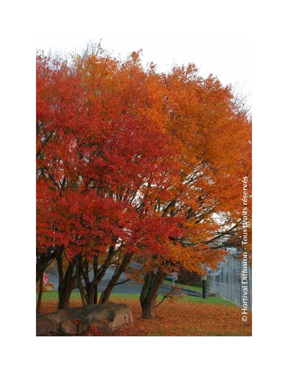 ACER palmatum