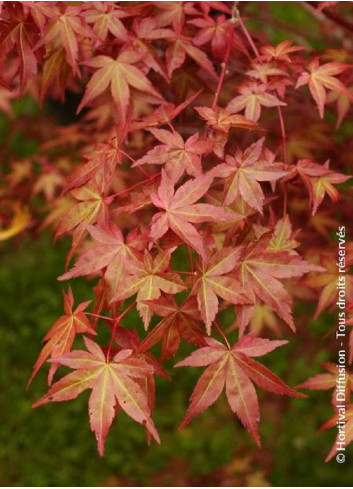 ACER palmatum