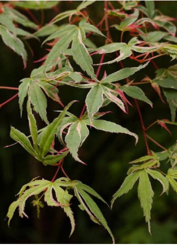 ACER palmatum BUTTERFLY