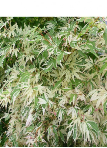 ACER palmatum BUTTERFLY