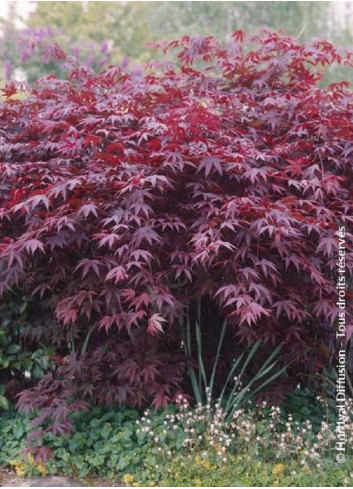 ACER palmatum BLOODGOOD