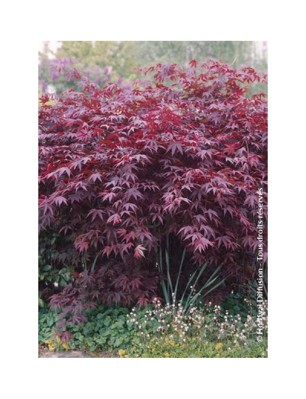 ACER palmatum BLOODGOOD