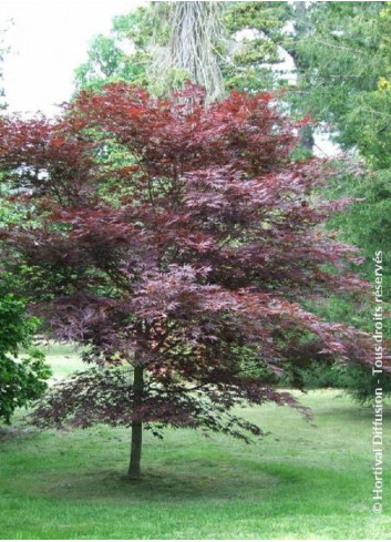 ACER palmatum BLOODGOOD