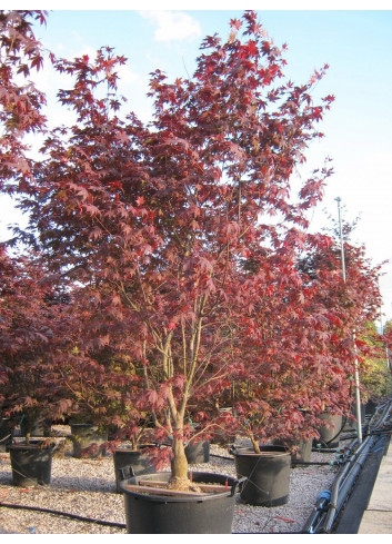 ACER palmatum BLOODGOOD