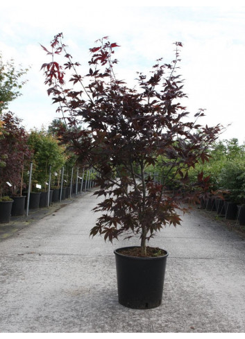 ACER palmatum BLOODGOOD En pot de 10-12 litres