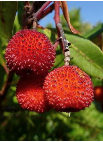 ARBUTUS unedo