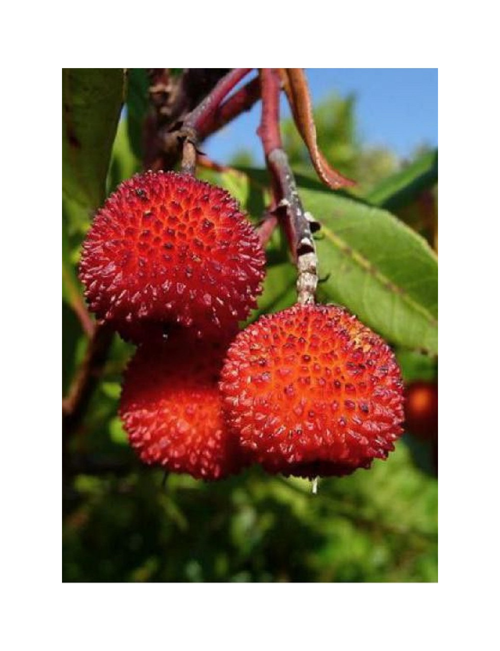 ARBUTUS unedo