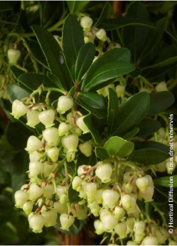 ARBUTUS unedo