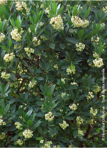 ARBUTUS unedo