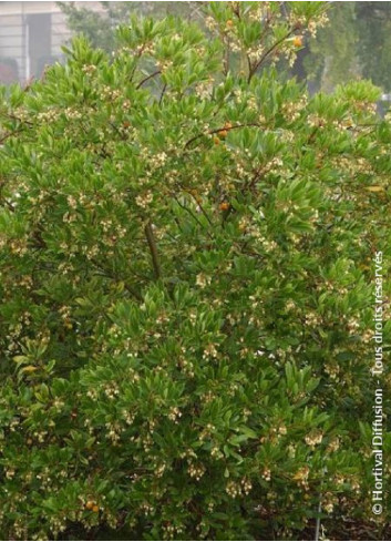 ARBUTUS unedo