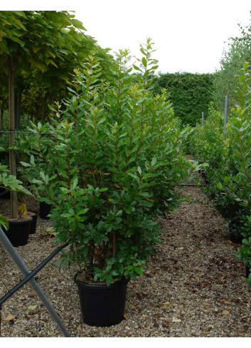 ARBUTUS unedo En pot de 35-50 litres