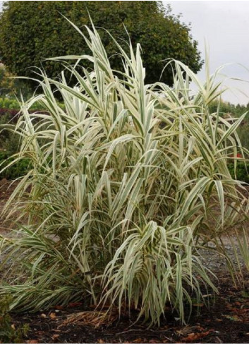 ARUNDO donax VARIEGATA