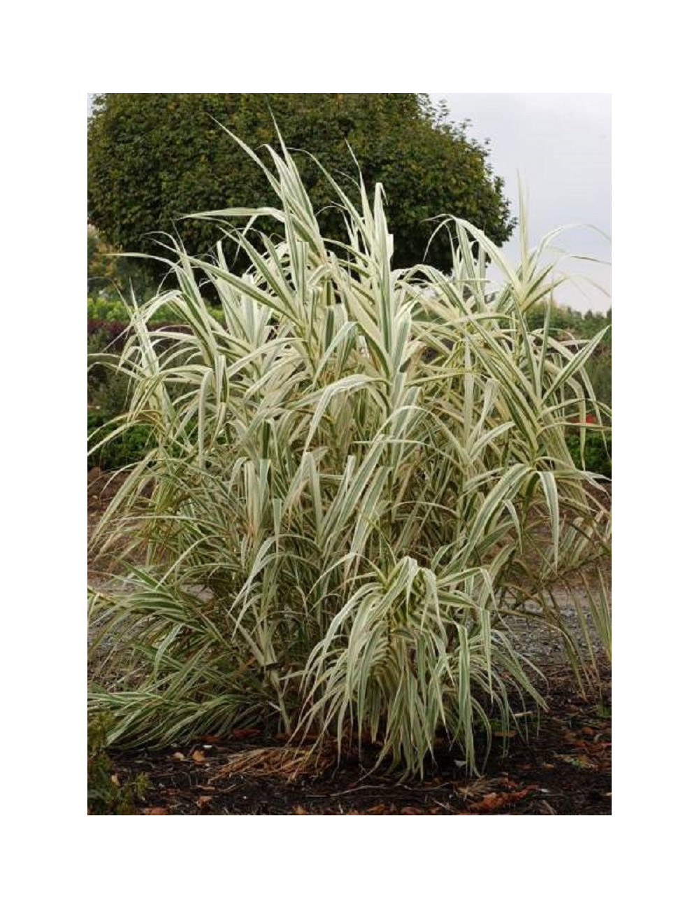 ARUNDO donax VARIEGATA