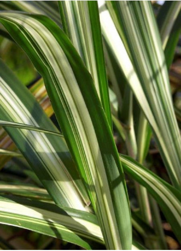 ARUNDO donax VARIEGATA