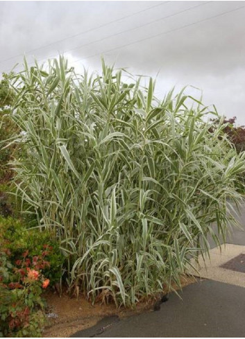 ARUNDO donax VARIEGATA