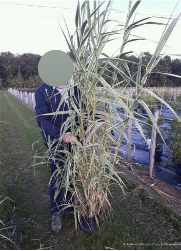 ARUNDO donax VARIEGATA En pot de 10-12 litres