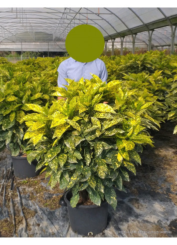 AUCUBA japonica CROTONIFOLIA  En pot de 35-50 litres